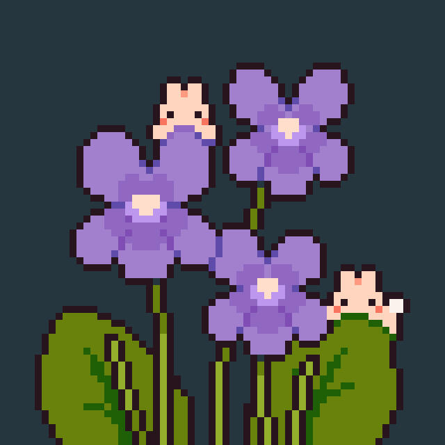 violet flowers
